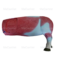Body muscle exterior-Body muscle exterior