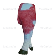 Foreleg-Anatomical Pig Model