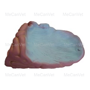 Small intestines-Anatomical Pig Model