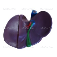Liver(2 parts)-Anatomical Pig Model