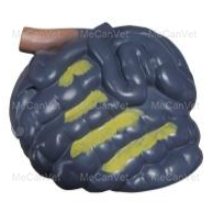 Large intestines-Large intestines