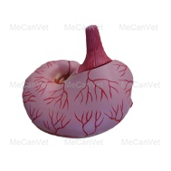 Stomach (2 parts)-Anatomical Pig Model