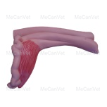 Rectum and reproductive system-Anatomical Pig Model
