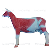 Body muscle exterior-Goat Anatomy Model | MeCan Animal