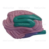 Intestines Goat Anatomy Model | MeCan Animal