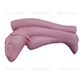 Rectum & Reproductive Tract Goat Anatomy Model | MeCan Animal