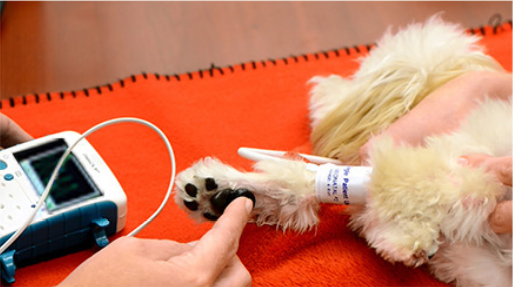 Portable Veterinary Vascular Doppler use for dog