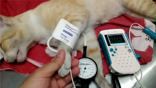 Portable Veterinary Vascular Doppler use for cat