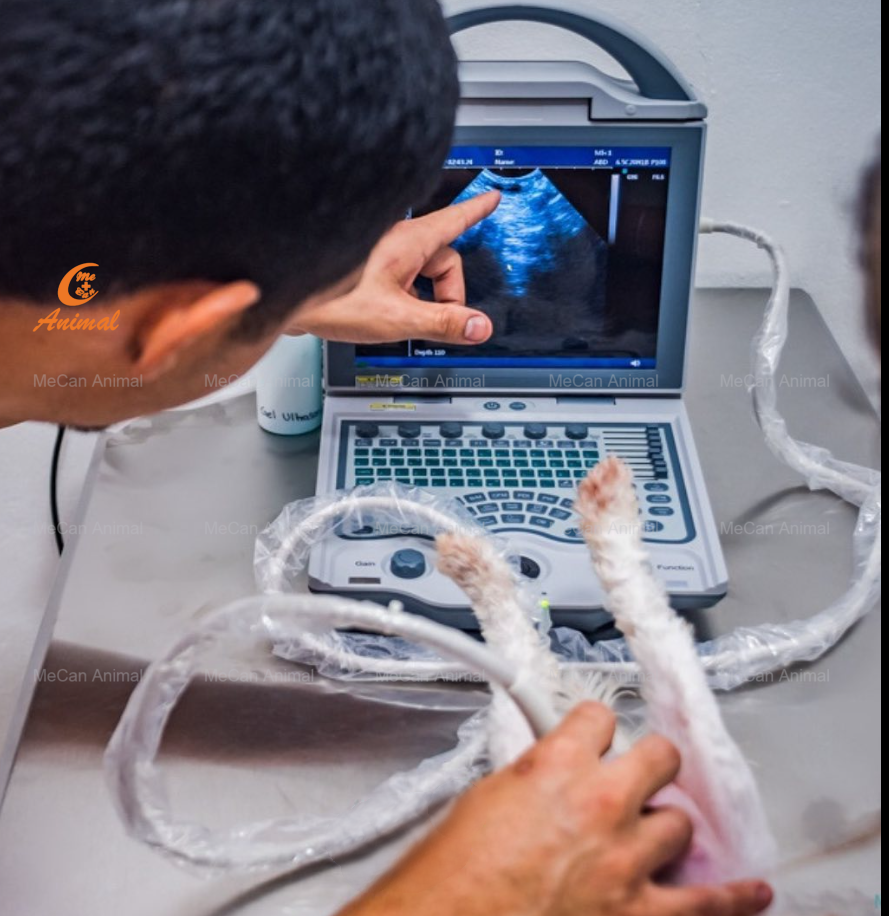ultrasound machine for veterinary,use for cat