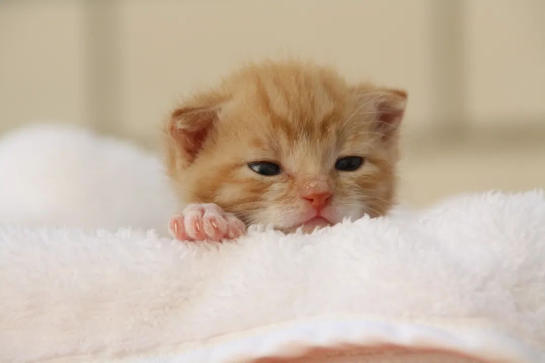 pet ct,Cerebral infarction,pet mri,cat