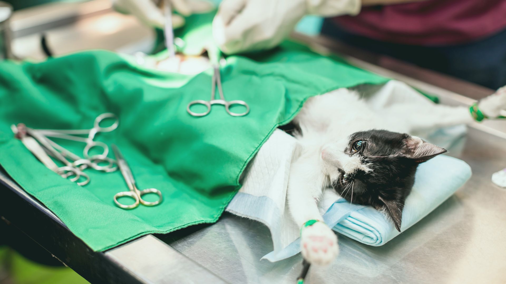  veterinary soulution