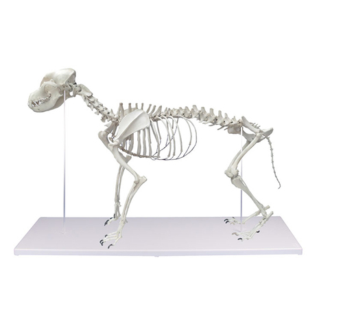 Cat skeleton model