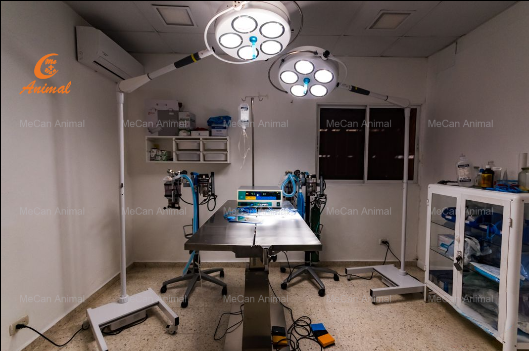 surgical instruments-surgical table and operating lights for vet use in operating room