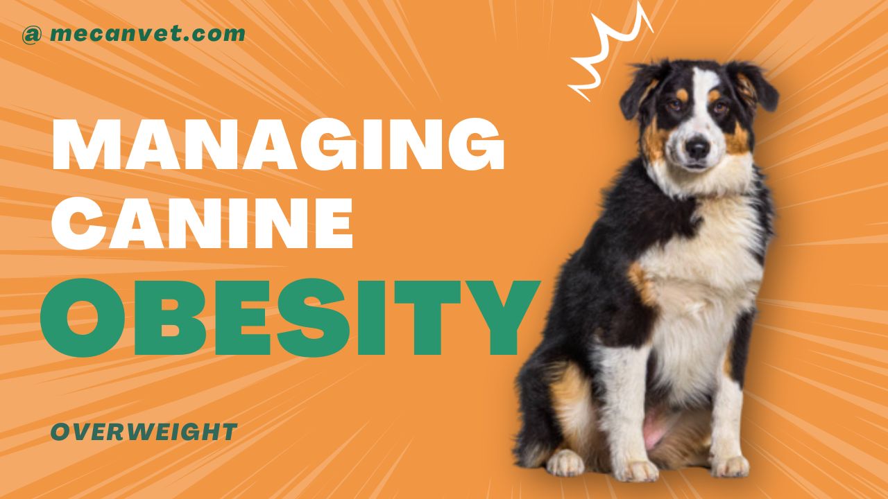 Image showcasing Managing Canine Obesity | MeCan Medical