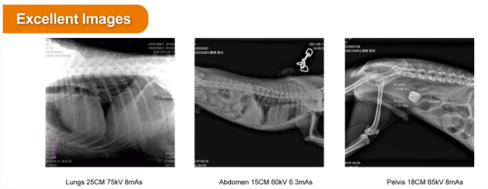 excellent image by digital x ray machine veterinary