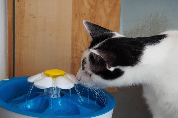 After diagnosis of CKD, pay attention to replenishing water for cats