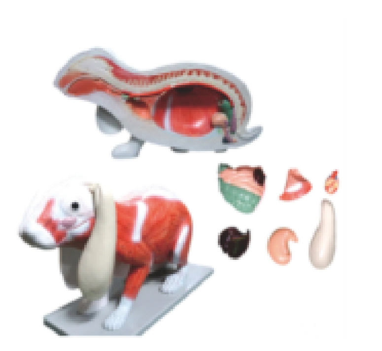 Rabbit anatomy model