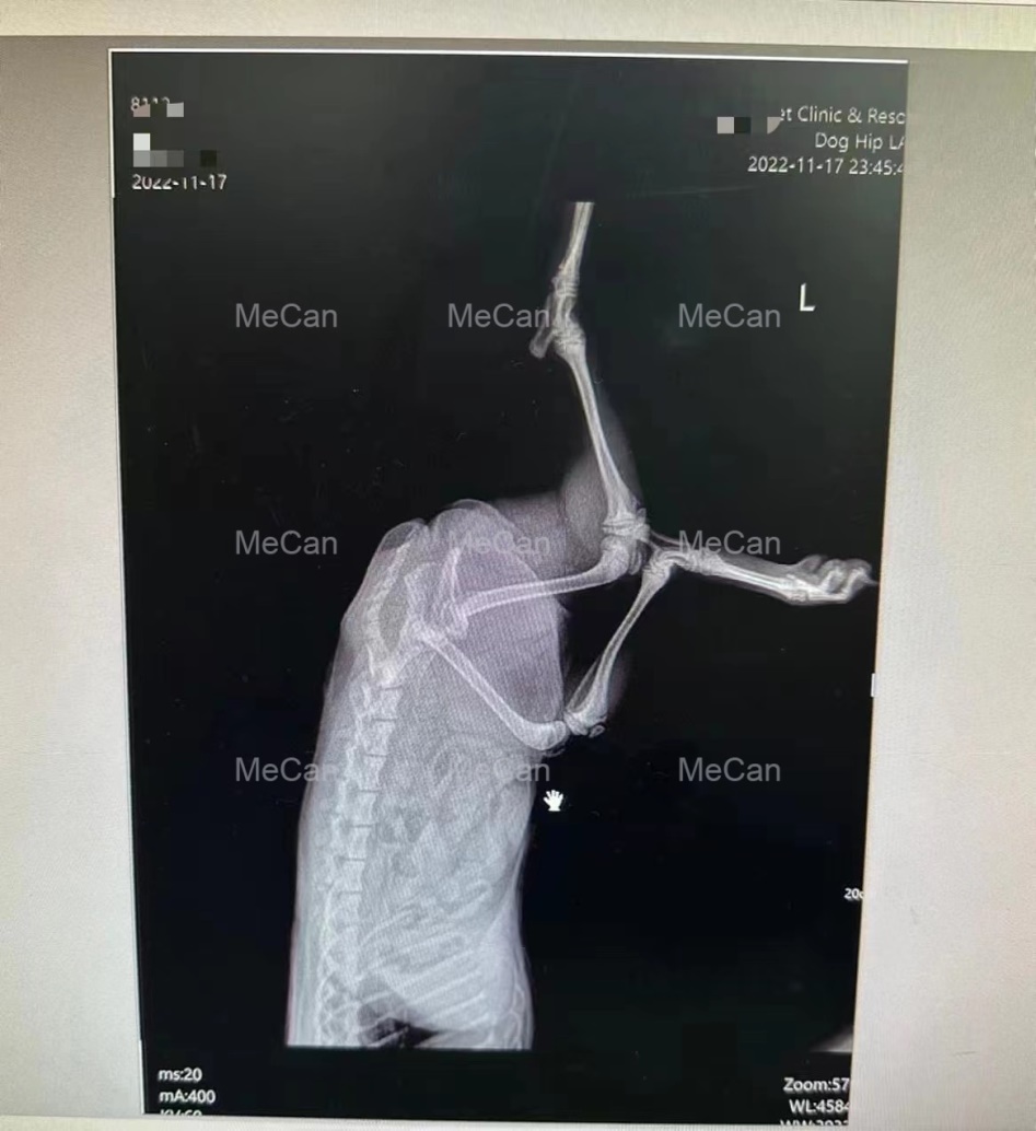 animal x rays imaging of cat - the leg of cat