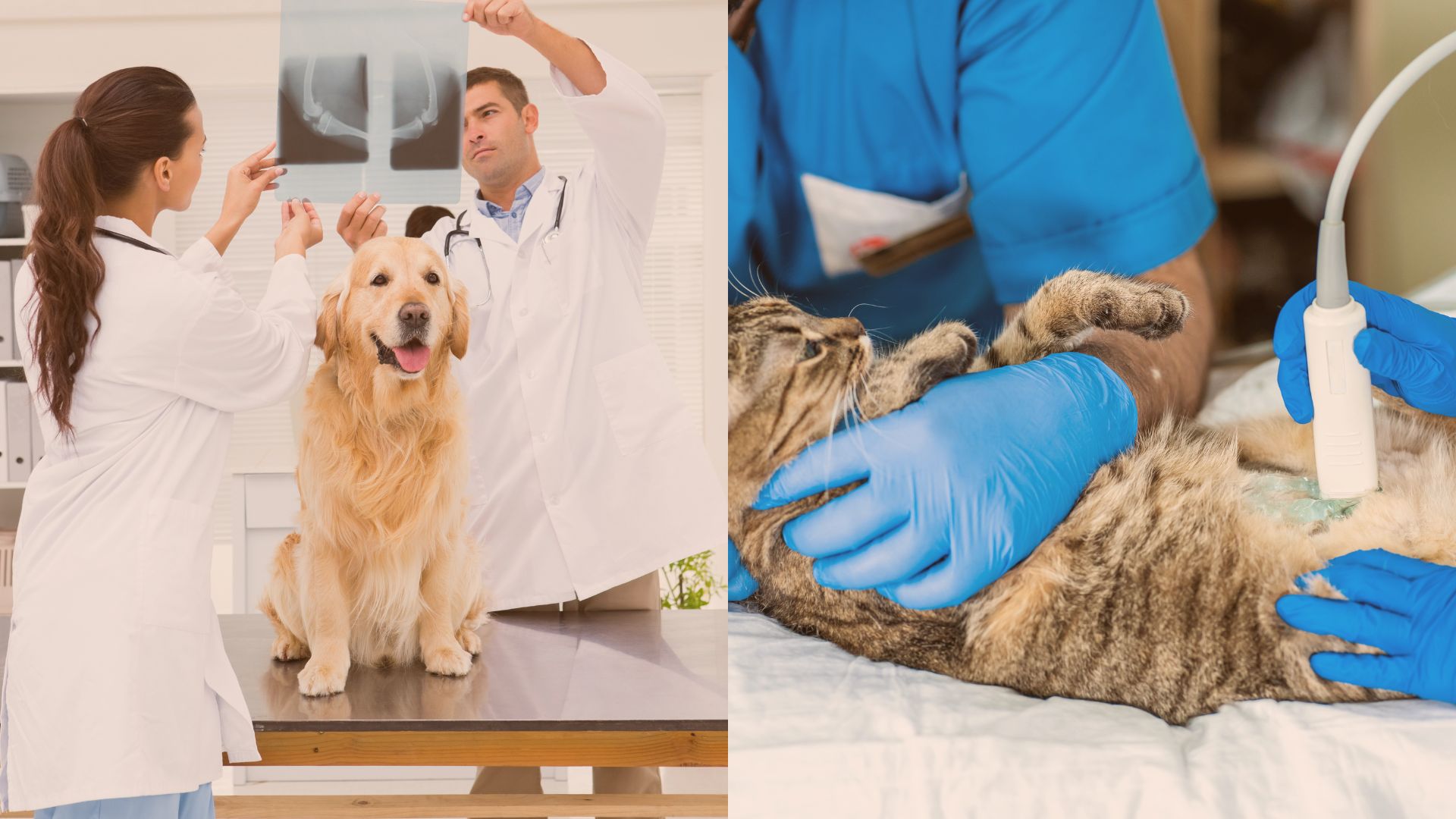  veterinary soulution
