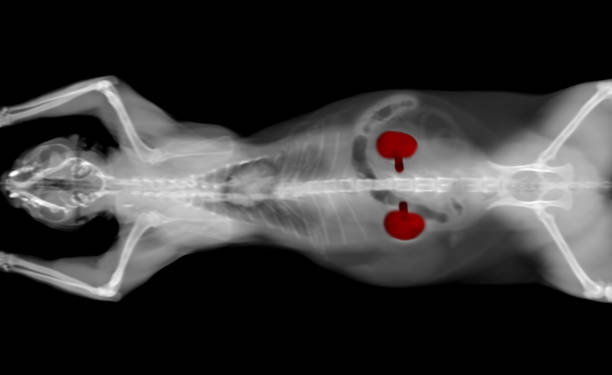 Feline Chronic Kidney Disease