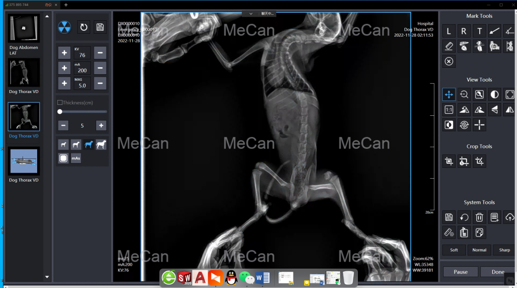 animal x rays of cat -The belly of a cat