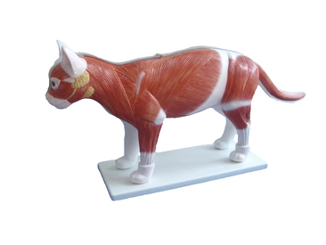 Detailed cat torso anatomy model.
