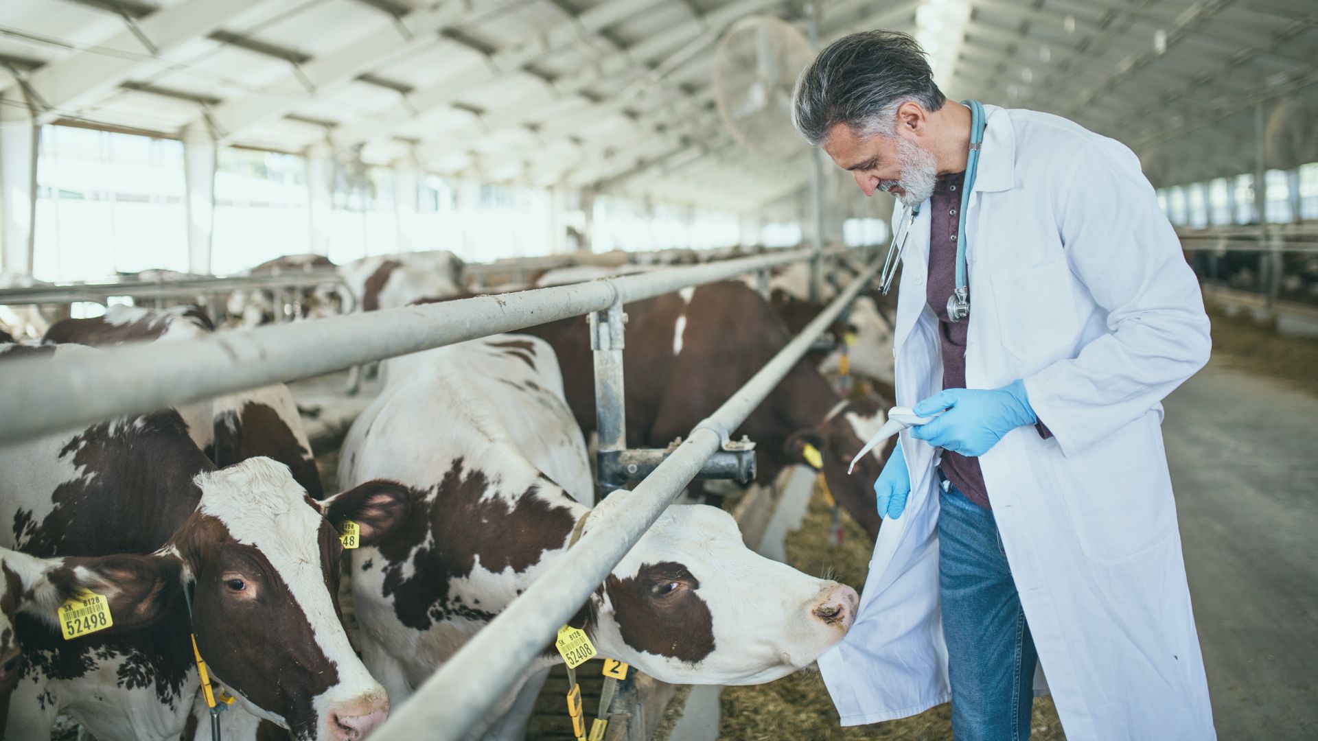 veterinary solutions