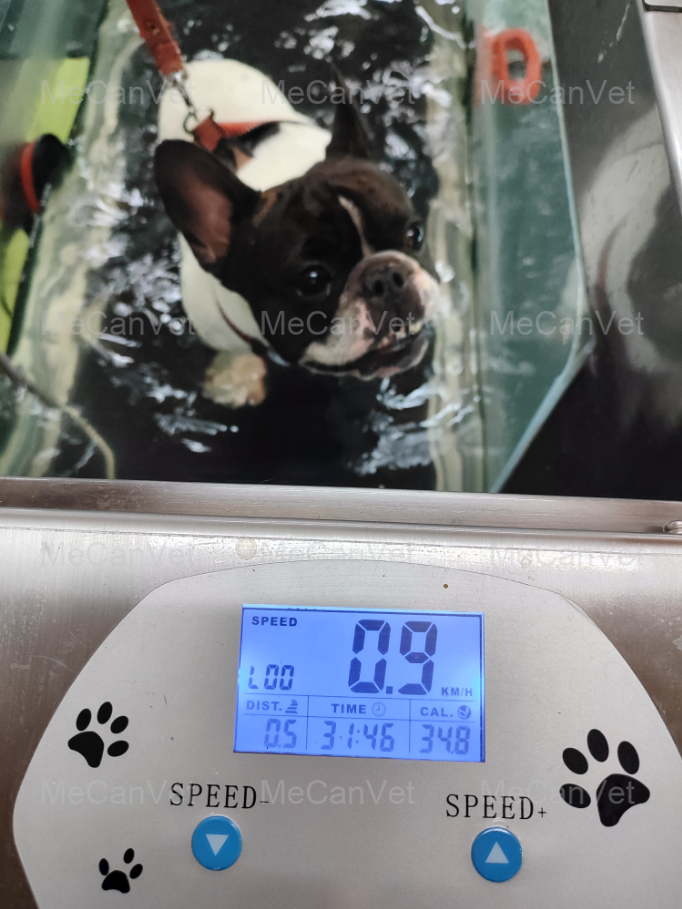 Customer's dog using MeCan Animal Underwater Dog Treadmill