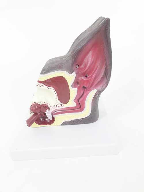 Detailed dog ear anatomy model.