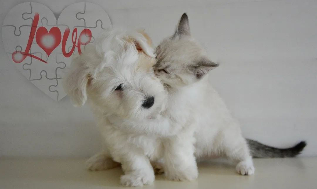 pet ct,Cerebral infarction,pet mri,dog and cat