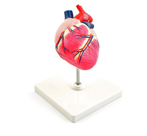 Dog heart model
