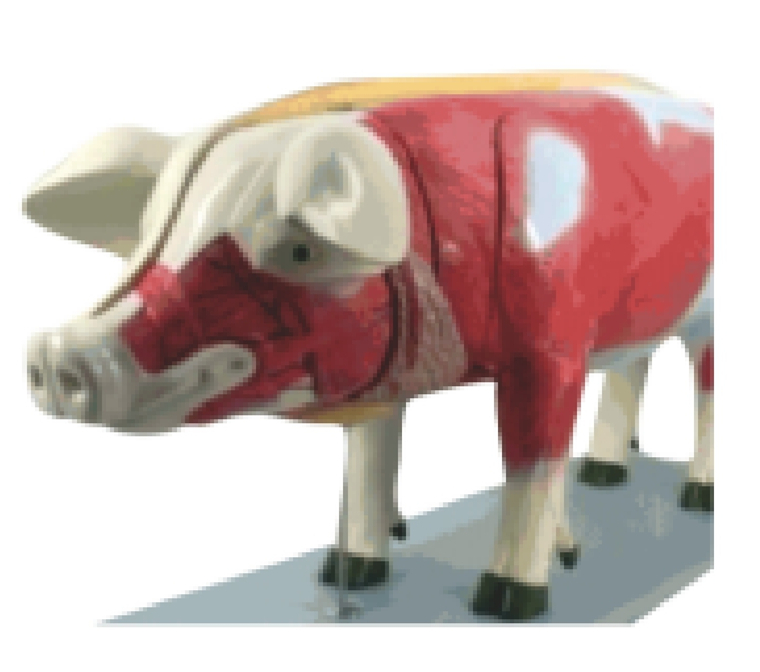 Pig anatomy model