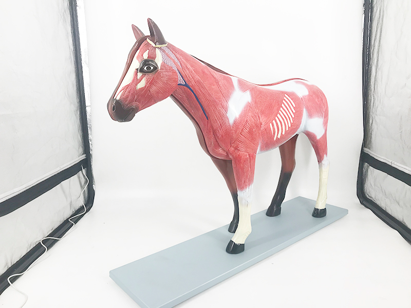 Horse anatomy model