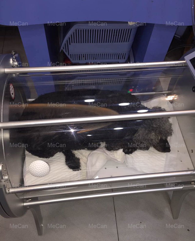 real picture on dog treatment by hyperbaric chamber,animal hyperbaric chamber