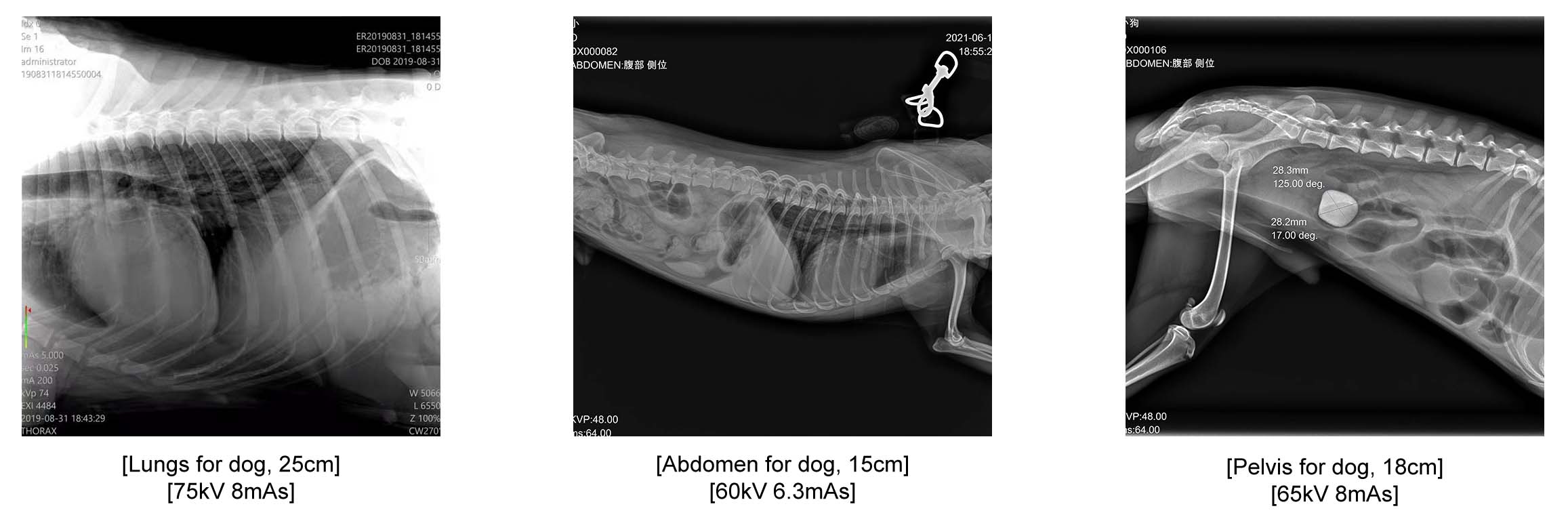 32KW Veterinary Digital Dynamic X-ray excellent images