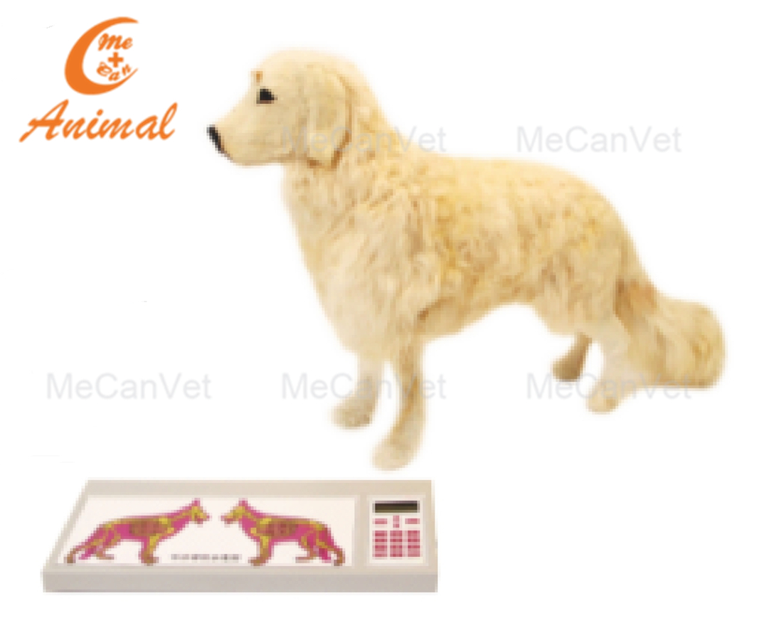 Professional canine CPR manikin for realistic heart and lung sound simulation