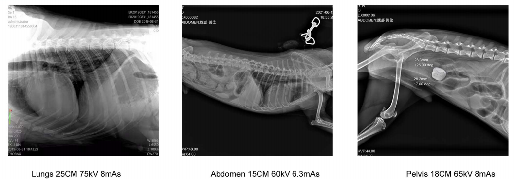 32KW Veterinary X-ray System excellent images