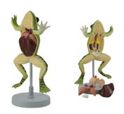 Detailed frog torso anatomy model.
