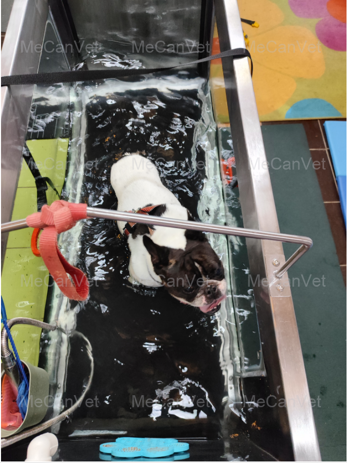 Customer's dog using MeCan Animal Underwater Dog Treadmill-2