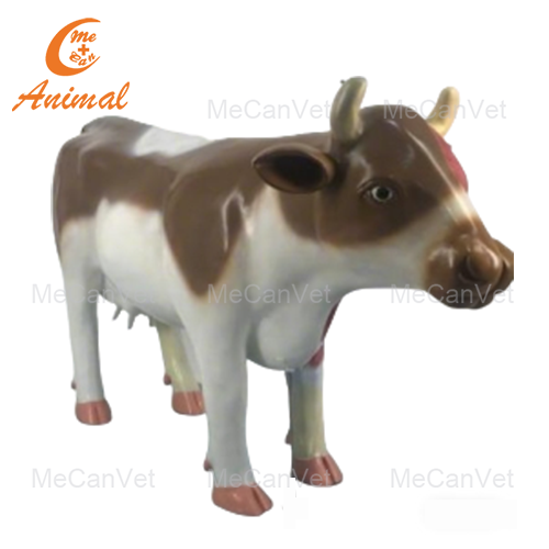 bovine anatomy model