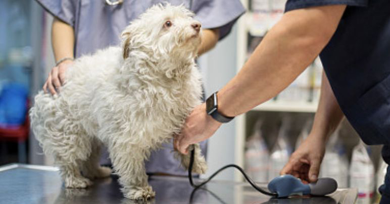 ecg monitor,ecg monitoring,pet monitor use for cute dogs