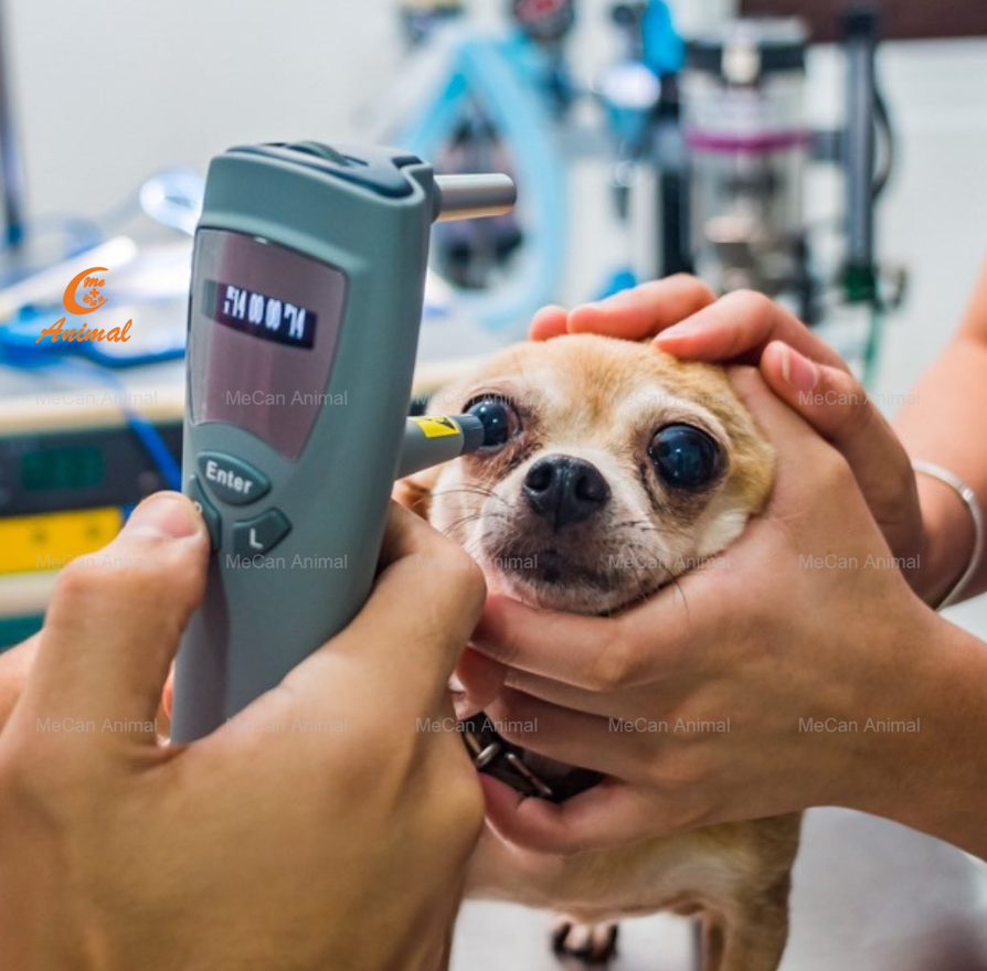 tonometer for dogs