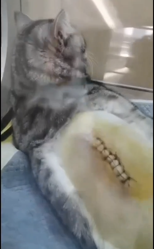 real picture on cat treatmented by hyperbaric chamber,animal hyperbaric chamber