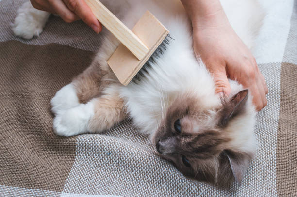  animal solution