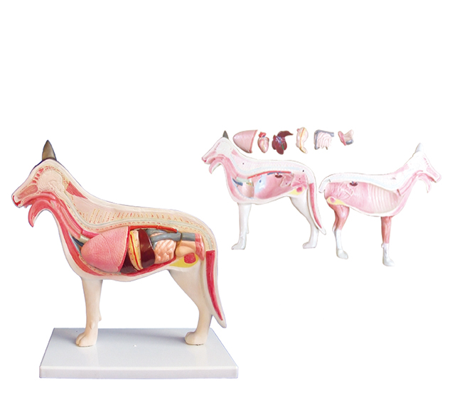 Detailed dog torso anatomy model.