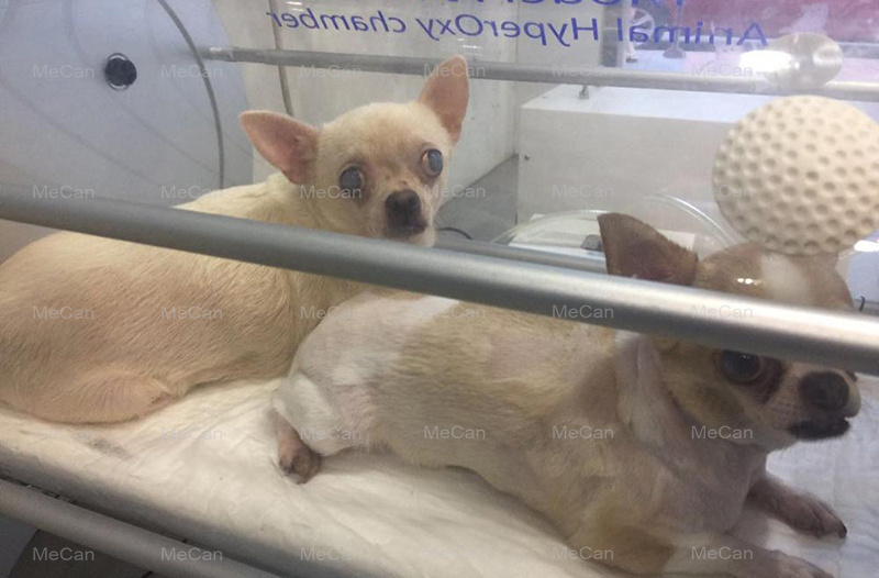 real picture on dog useing hyperbaric chamber,animal hyperbaric chamber