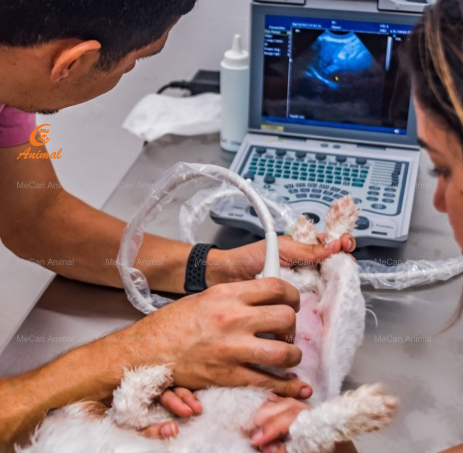 portable ultrasound machine use fot dogs