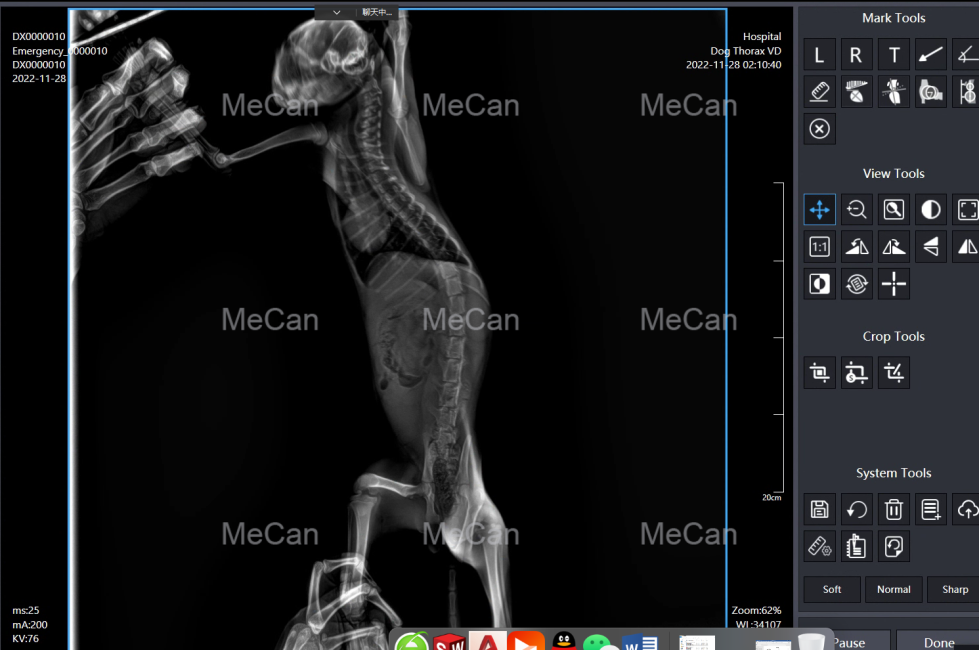 animal x rays imaging of cat