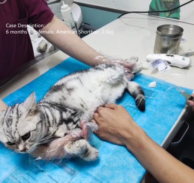 cat treatmented by Veterinary Hematology Analyzer,Veterinary Biochemistry,veterinary x ray machine