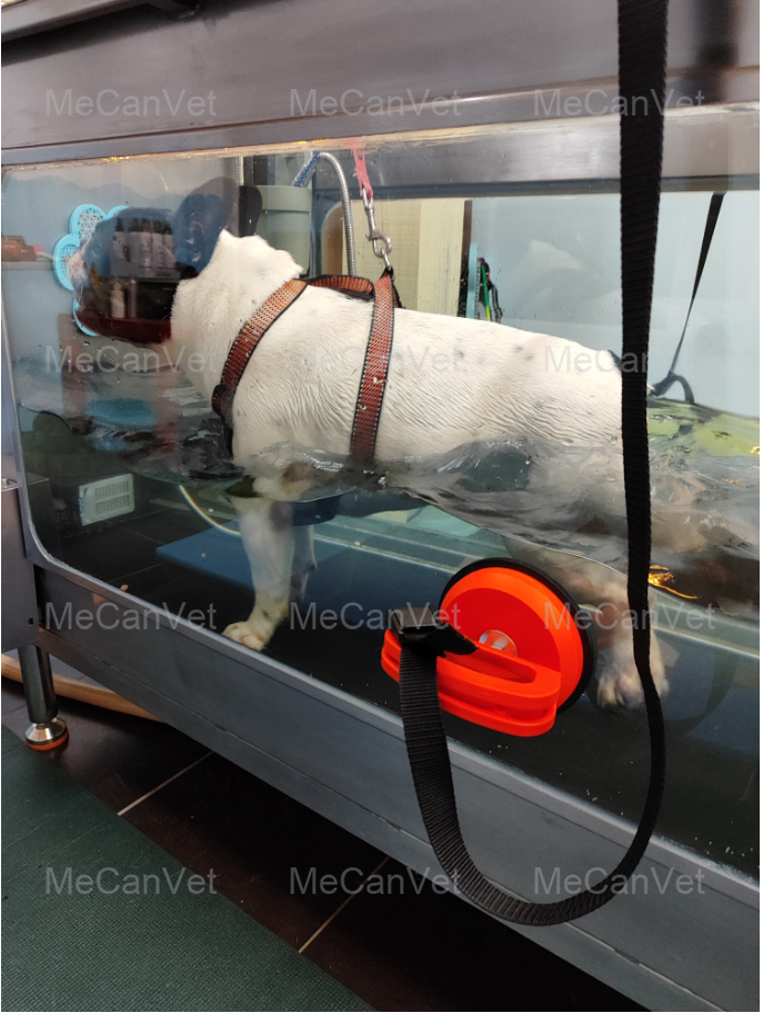 Customer's dog using MeCan Animal Underwater Dog Treadmill-3